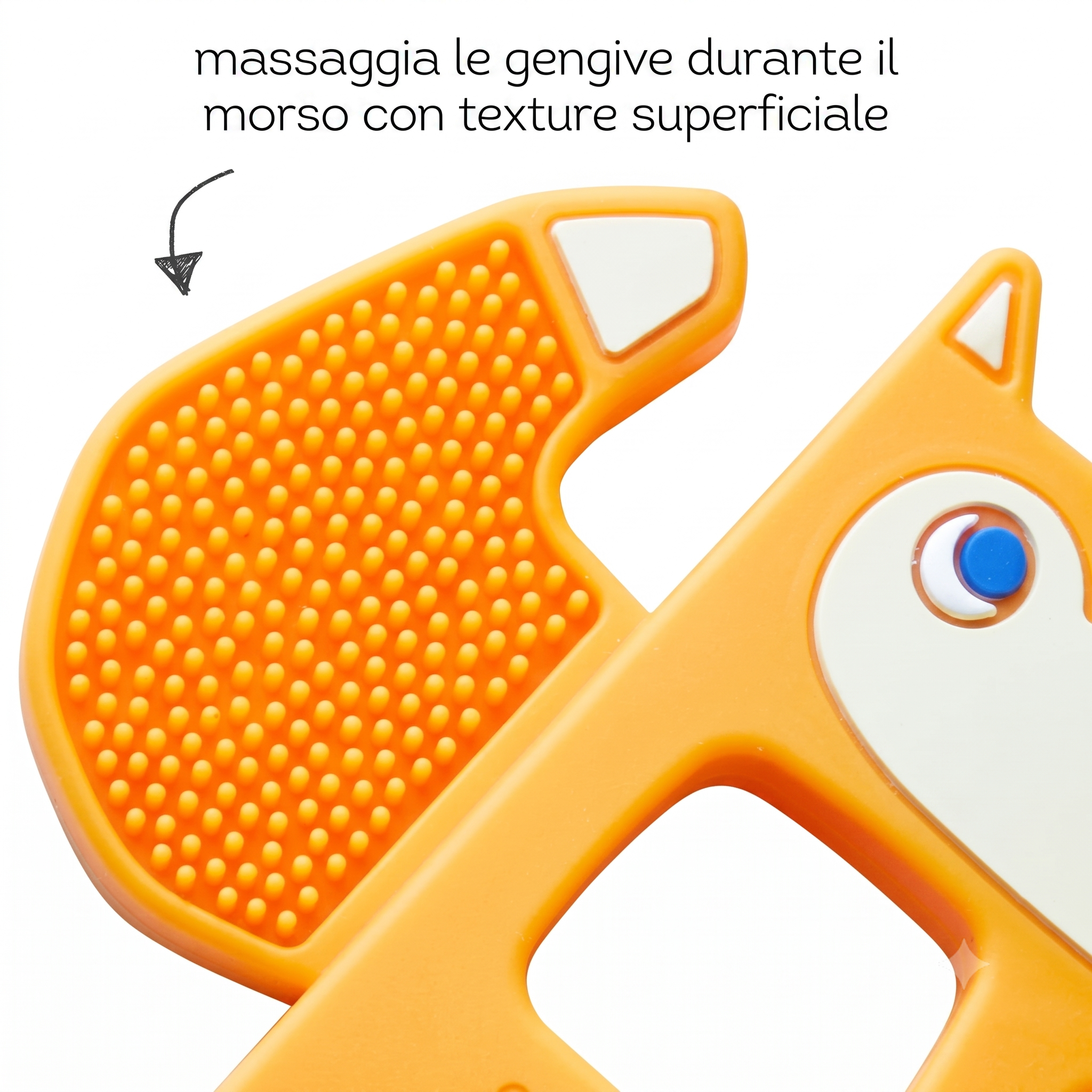 Dentaruolo Volpe